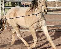 pinto-mustang-gelding