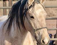 pinto-blm-gelding