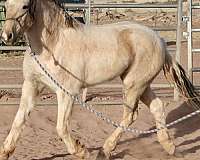 pinto-blm-horse