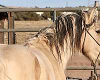 experienced-mustang-pinto-horse