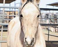 blm-mustang-pinto-horse