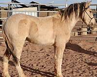 mustang-pinto-horse-for-sale