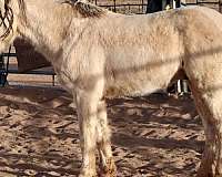 mustang-pinto-horse