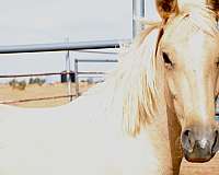 palomino-star-snip-strip-horse