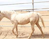 palomino-blm-filly