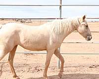 palomino-blm-horse