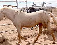 blm-mustang-palomino-filly