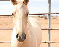 blm-mustang-palomino-horse