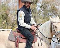 all-around-natural-horsemanship-training-palomino-horse