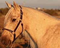 palomino-all-around-natural-horsemanship-training-horse