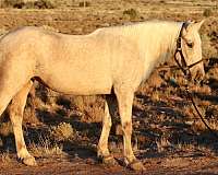 all-around-natural-horsemanship-training-mare