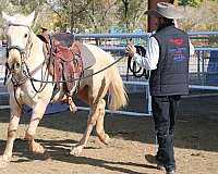 blm-palomino-mare