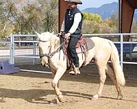 blm-palomino-horse