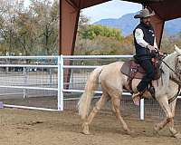 blm-mustang-palomino-mare