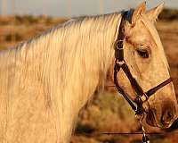 mustang-palomino-mare