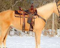 all-around-palomino-horse