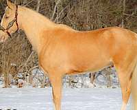 athletic-palomino-horse