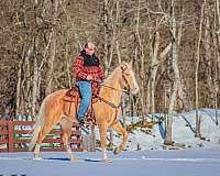 endurance-palomino-horse