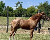 breeding-rocky-mountain-horse