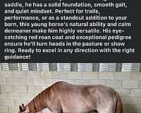 tennessee-walking-gelding