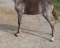 tennessee-walking-filly