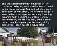 tennessee-walking-horse-for-sale