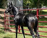 breeding-rocky-mountain-horse