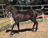 breeding-rocky-mountain-horse