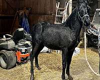 futurity-eligible-rocky-mountain-horse