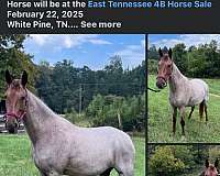 homozygous-homozygous-black-spotted-spotted-saddle-horse