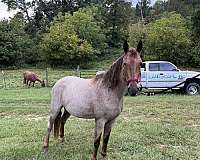 black-tennessee-walking-horse