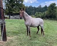 black-roan-tennessee-walking-horse