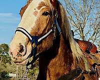 flaxen-mane-belgian-horse