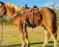 harness-belgian-horse