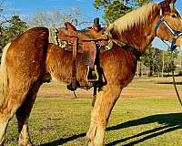 halter-belgian-horse