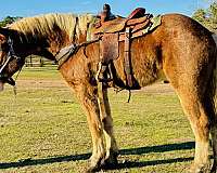 mounted-patrol-belgian-horse