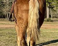 driving-belgian-horse