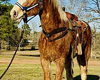 draft-belgian-horse