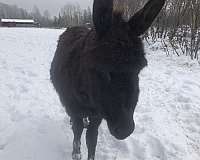 white-halter-donkey