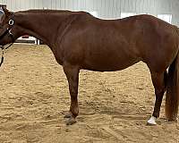 paint-horse-for-sale