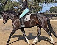 beginner-safe-warmblood-horse