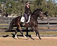 oldenburg-warmblood-horse