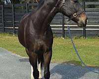 experienced-warmblood-horse