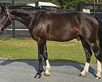 flashy-warmblood-horse