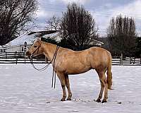 quarter-horse