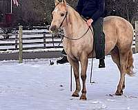 beginner-safe-quarter-horse