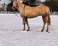 palomino-star-horse