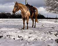 trail-quarter-horse