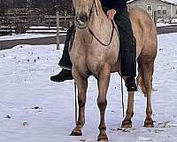 barrel-racing-quarter-horse