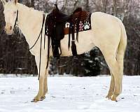 beginner-safe-quarter-horse